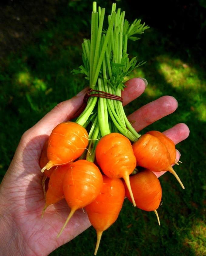 1000+ Seeds Carrot Paris Market - Vegetable Orange