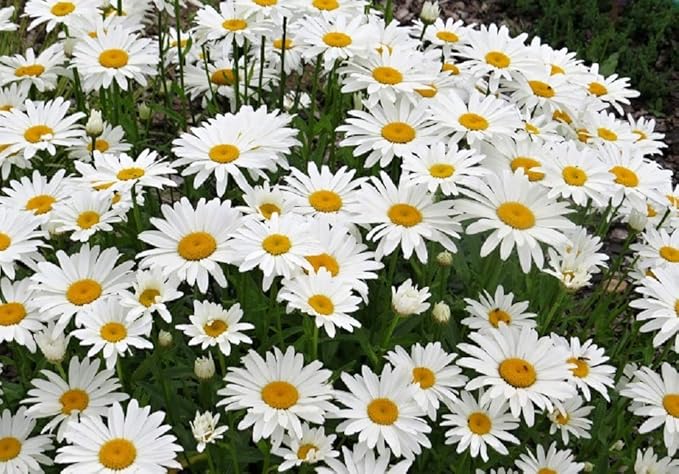 Shasta Daisy 'Silver Princess' Flower Seeds, Pack of 5000 Seeds by Seeds2Go