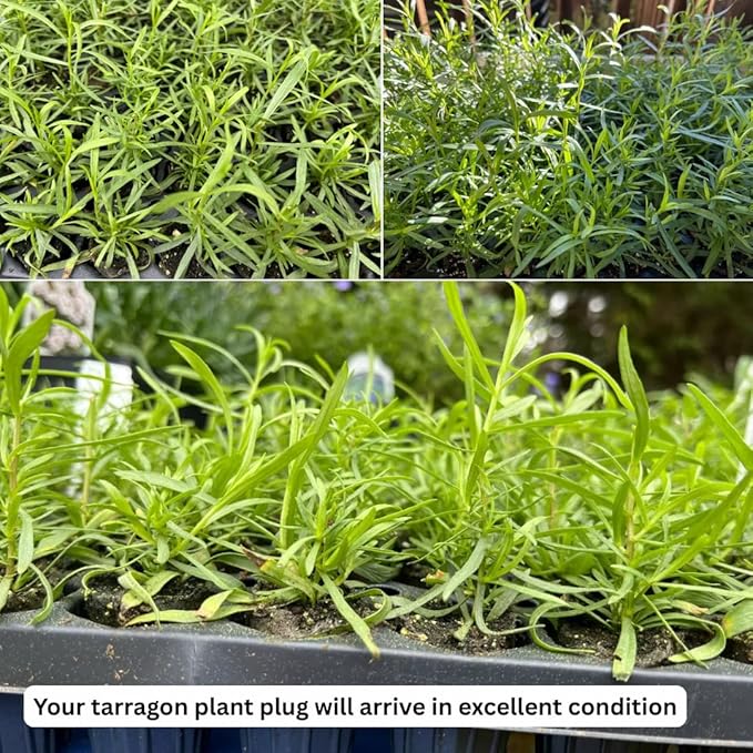 Pack 2 Tarragon Plants Live, Tarragon Herb Well Rooted 4 to 5 Inch, Tarragon Mint for Planting