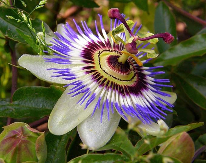 Seeds Flowers Passionflower Purple Perennial Exotic - 3 Seeds