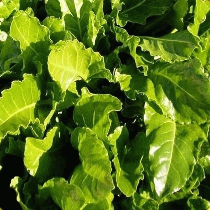 Perpetual Spinach Swiss Chard Seeds,50 Count COOL BEANS N SPROUTS Brand. Heirloom. Non-GMO. Home Gardening.