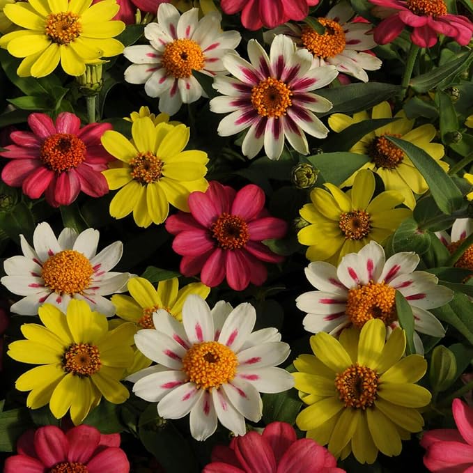 Outsidepride Zahara Raspberry Lemonade Mix Zinnia Seeds - 100 Pcs Annual, Heat & Drought Tolerant Flower Seeds for Planting w/Vibrant Blooms for Pollinator Gardens & Floral Arrangements