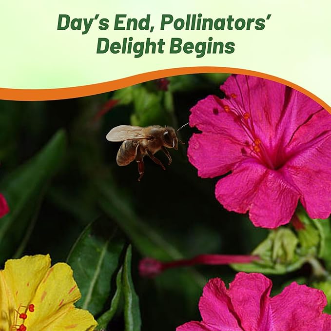 Outsidepride Mixed Four O'clock Flower Seeds - 1/4 lb Perennial Fragrant, Trumpet-Shaped Blooms, Deer-Proof & Easy to Grow, for Pollinator & Evening Gardens, Containers, Hedges, or Borders