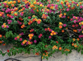 Clovers Garden Lantana Camara Flowers – Two (2) Live Plants Non-GMO - Not Seeds - Each 4" to 8" Tall – in 4" Inch Pots - Natural Mosquito Garden - Attract Hummingbirds & Butterflies, Assorted Colors