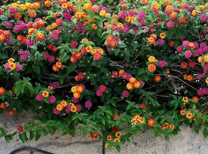 Clovers Garden Lantana Camara Flowers – Two (2) Live Plants Non-GMO - Not Seeds - Each 4" to 8" Tall – in 4" Inch Pots - Natural Mosquito Garden - Attract Hummingbirds & Butterflies, Assorted Colors