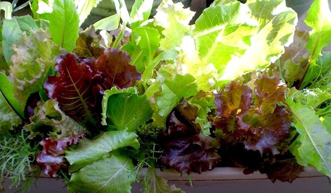 Seeds Lettuce Indoor Mix - 20 Days for Salad - Heirloom Vegetable - GMO Free