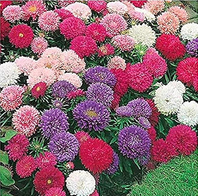 13,000 Pollinator Attracting Wildflower Seeds - 1 Ounce - Attracts Bees, Butterflies, and Other Beneficial Insects, Bees Knees Mix