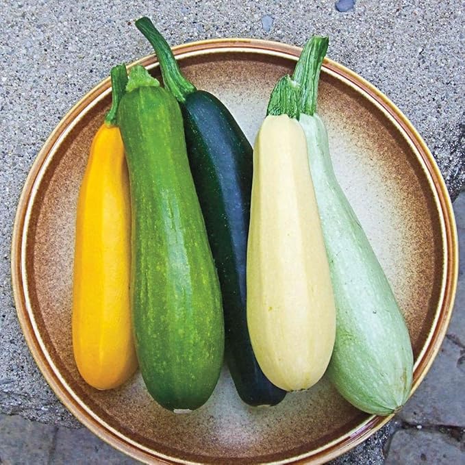 NIKA SEEDS - Seeds Vegetable Zucchini Summer Mix - 30 Seeds