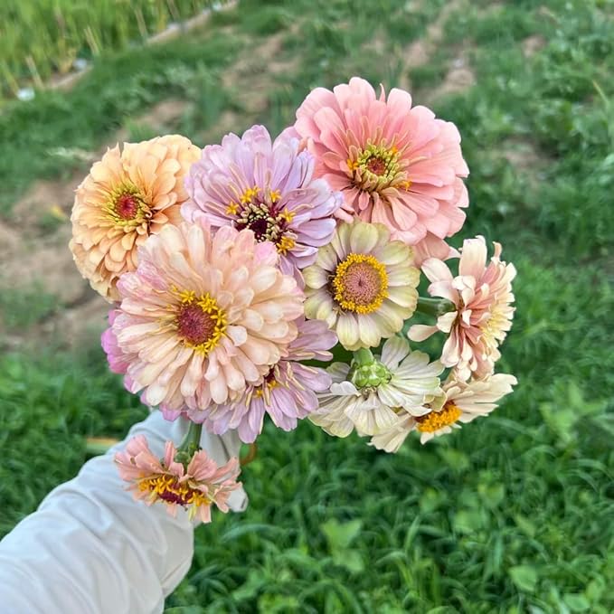 Dwarf Zinnia Seeds for Planting, 50+pcs Rare Perennial Zinnia Flower Seeds Plants, Non-GMO Heirloom Fragrant Beauty Flowers Plants Home Garden for Outdoors