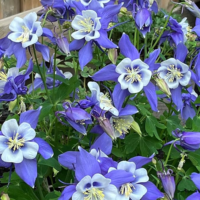 50+ Columbine Flower Seeds for Planting - Delicate Bell-Shaped Blooms, Shade Tolerant & Cold Hardy Perennial, Attracts Hummingbirds, Perfect for Woodland Gardens & Containers