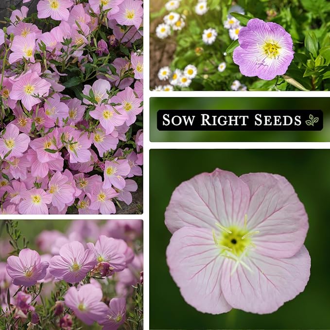 Sow Right Seeds - Showy Evening Primrose Flower Seeds for Planting - Non-GMO Heirloom Packet with Instructions - Native Wildflower for Pollinators - Perennial Pink Ladies, Mexican Evening Blooms (3)
