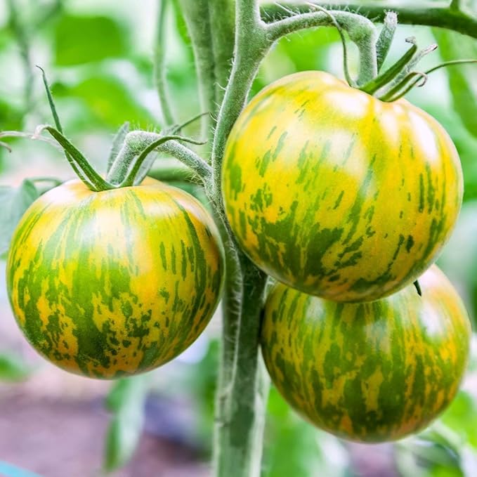Seeds Vegetable Tomato Green Zebra Indeterminate - 50 Seeds
