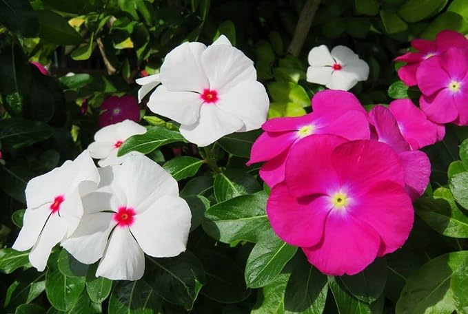 Mixed Rosea Vinca Periwinkle Seeds Dwarf Flower Balcony Perennail Garden Ground Cover 150pcs Bright Eye Periwinkle
