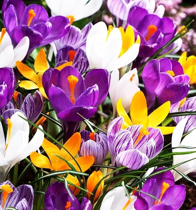 Mixture Crocus Bulbs White Yellow Purple Lilac Green Fall Plant Spring Bloom Large-Flowering Crocus Species Botanical Size 6+ (10, Mix Color)