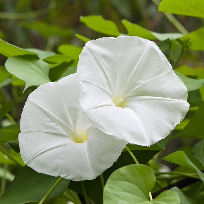 Park Seed Morning Glory Vine Flower Plant Seeds, Easy to Grow, Perfect for Spring Garden, Moonflower, Pack of 25