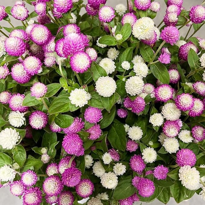 50Pcs Globe Amaranth Mix Gomphrena Flowers Seeds for Planting-Non-GMO Heirloom Plant Seeds Garden Outdoor