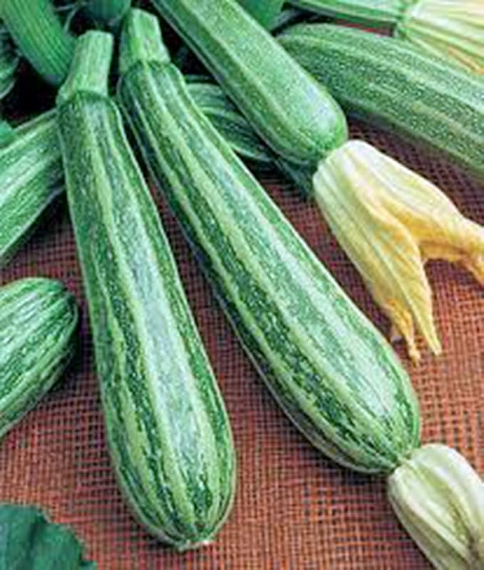 Squash, Summer Cocozelle, Heirloom, 25+ Seeds, Great for Cooking, Salad