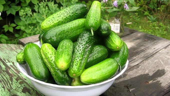 KIRA SEEDS - Seeds Cucumber Bush Champion - Open-Pollinated - Heirloom Vegetable - GMO Free