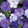 Burpee Shock Wave Denim Petunia Seeds 10 seeds