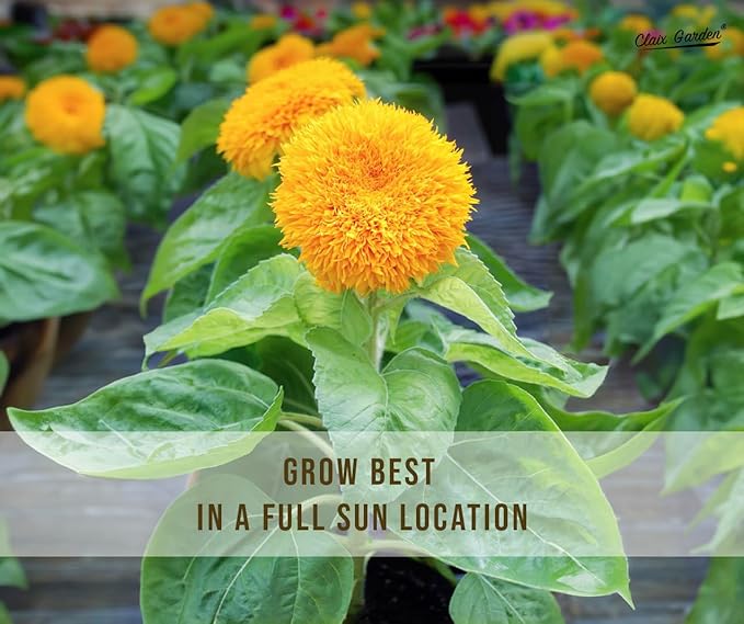 Sunflower Seeds - Teddy Bear - 100 Seeds - Heirloom, Non-GMO, USA Grown, Excellent for Pollinators, Annual, Deer Resistant - Low-Maintenance Sunflower Seeds for Any Home Garden