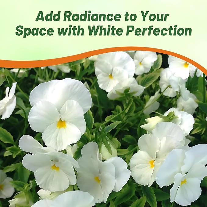 Outsidepride White Perfection Viola Pansy Seeds for Planting - 2000 Pcs. Perennial, Cold-Hardy & Pollinator Friendly Flowers with Fragrant Blooms for Garden Beds, Borders & Container Displays