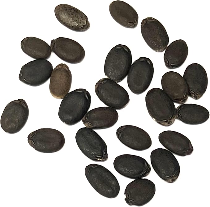 Seed Needs Vegetable Seeds for Planting Luffa Sponge Gourds - Non-GMO Heirloom & Untreated Loofah Veggie Seed to Plant a Home Grown Outdoor Garden (2 Packs)