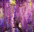 15pcs Wisteria Seeds Elegant Cascading Blooms Fragrant Climbing Vine Garden Seeds