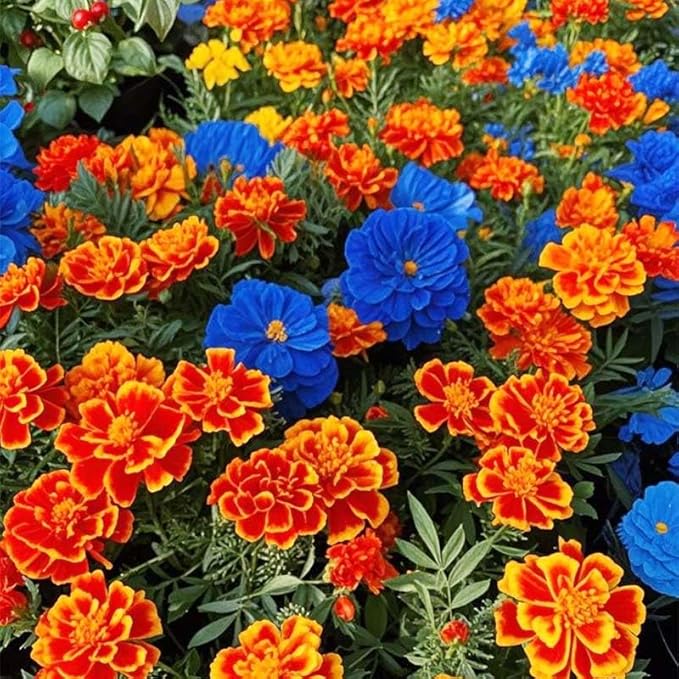 300+ Mixed Marigold Seeds for Planting-French Marigold Flower Seed to Plant-Annual Flowers Non-GMO Heirloom Seeds-Open Pollinated