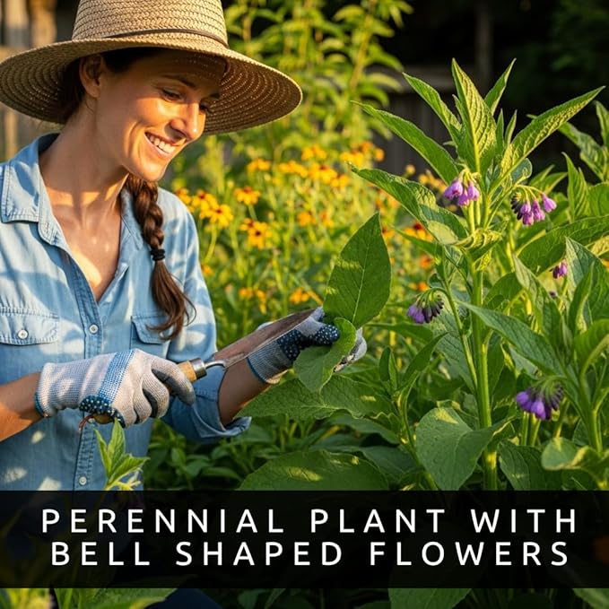 Bocking 14 Comfrey Root Cuttings to Grow - Many Uses, Pretty Flowers - Unrooted Cuttings, Grow Easily (6 Cuttings)