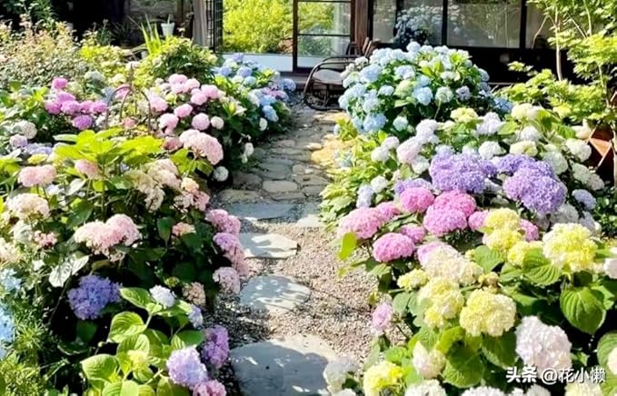 120 Mix Hydrangea Seeds Giant Snowball for Planting Flowers Bush Plants Garden Shrub Bonsai