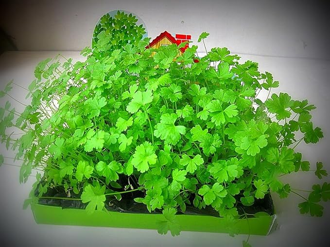 KIRA SEEDS - Seeds Leaf Itatian Parsley - Indoor - 2000 Seeds - Heirloom Herb - GMO Free