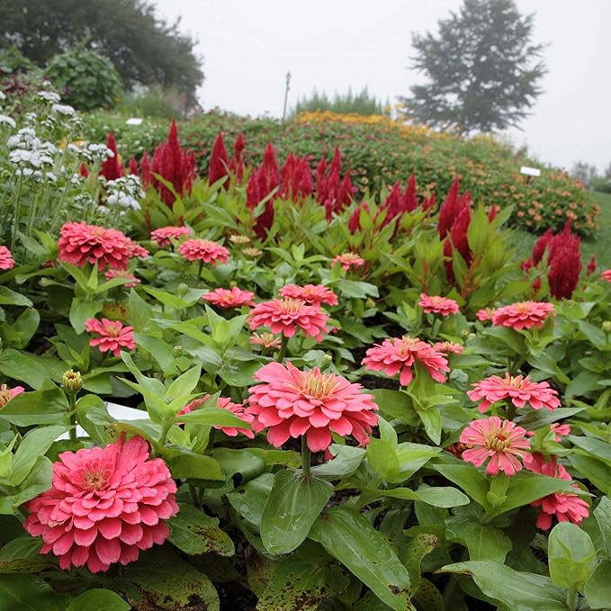 Zinnia Seeds - Benary Giant Coral - Packet - Pink Flower Seeds, Open Pollinated Seed Attracts Bees, Attracts Butterflies, Attracts Hummingbirds, Attracts Pollinators, Easy to Maintain & Grow, Fast