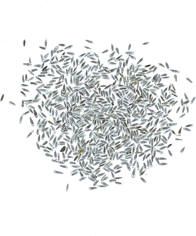 Seed Needs, White Yarrow Seeds - 500 Heirloom Seeds for Planting Achillea millefolium - Perennial Host Plant to Attract Monarch Butterflies & Other Pollinators (5 Packs)
