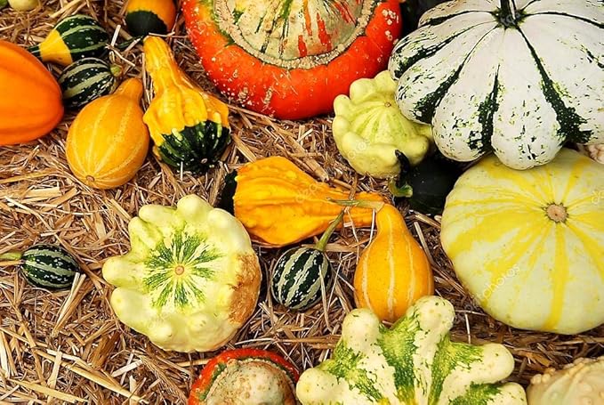 Decorative Pumpkin Seed Mix Ornamental Squash Gourd Mix 10 Non-GMO Seeds for Planting