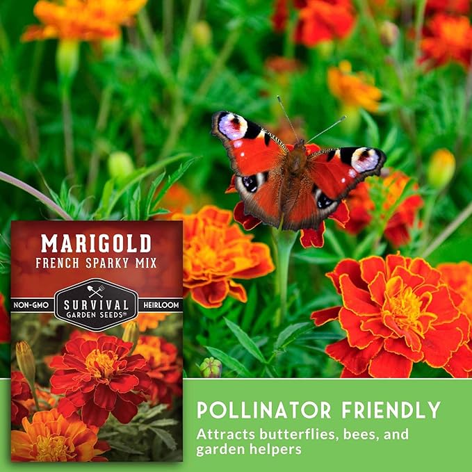 French Sparky Marigold Seeds for Planting - Plant & Grow Red & Orange Patula Flowers in Your Home Vegetable Garden - Heirloom Non GMO - Survival Garden Seeds (1 Pack)
