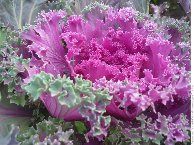 Seeds Vegetable Flowering Kale Mix (Ornamental Cabbage) Fringed - 50-100 Seeds