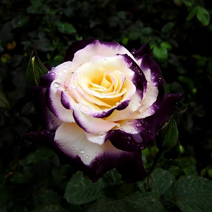 Mixrug Grandiflora Rose Seeds for Planting, 200+pcs Perennial Non-GMO Heirloom Grandiflora Rose Flower Seeds, Rare Beauty Home Garden Blooms Flowers Plants for Outdoors