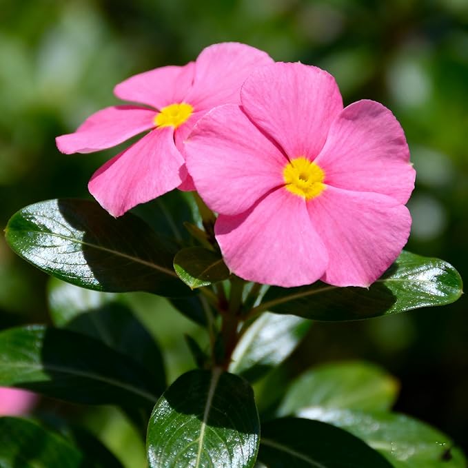 1000+ Perennial Vinca Periwinkle Flower Seeds, Mixed Color Heirloom Vinca Periwinkle Flower Seeds, Ground Cover Seeds for Home Garden and Outdoor