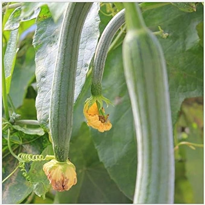 30 Super Long Luffa Gourd Seeds – Non-GMO Climbing Vegetable for Vertical Gardening and Home Gardens