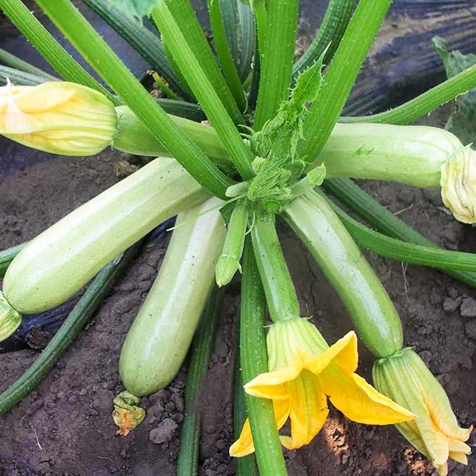 CEMEHA SEEDS - Seeds Zucchini Courgette Squash Bush Type 36 Days Non GMO Vegetable for Planting