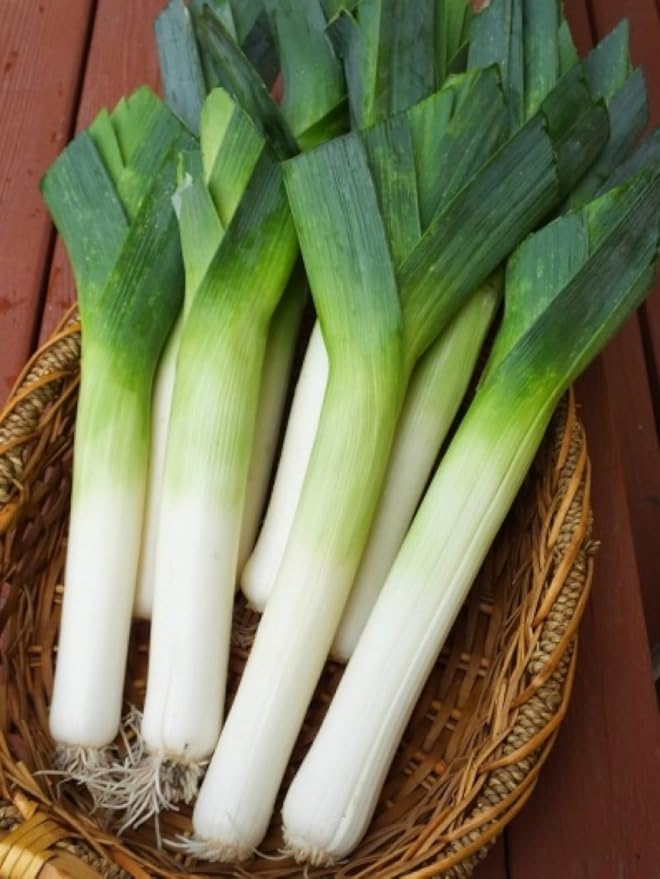 Seeds Giant Leek Onion Non GMO Vegetable for Planting