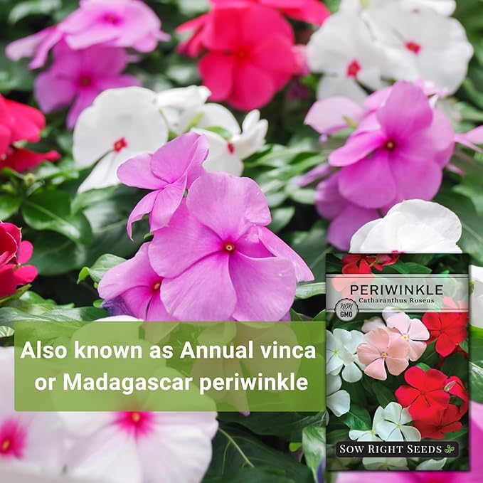 Sow Right Seeds - Periwinkle (Catharanthus roseus) Flower Seeds for Planting - Non-GMO Heirloom Packet with Instructions to Plant in Your Home Garden - Colorful Favorite - Attract Pollinators (1)