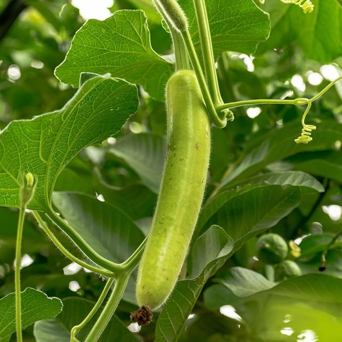 25 Pcs Indian Long Bottle Gourd Seeds for Planting, Non-GMO Vegetable Seeds for Home Garden, Terrace, Balcony Planters, Outdoor Pots, and Backyard Growing