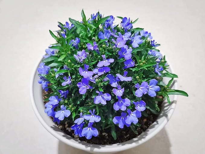 1000+ Blue Creeping Thyme Seeds for Planting Perennial Landscaping Ground Cover Non-GMO Ficoszo serphyllum Thyme