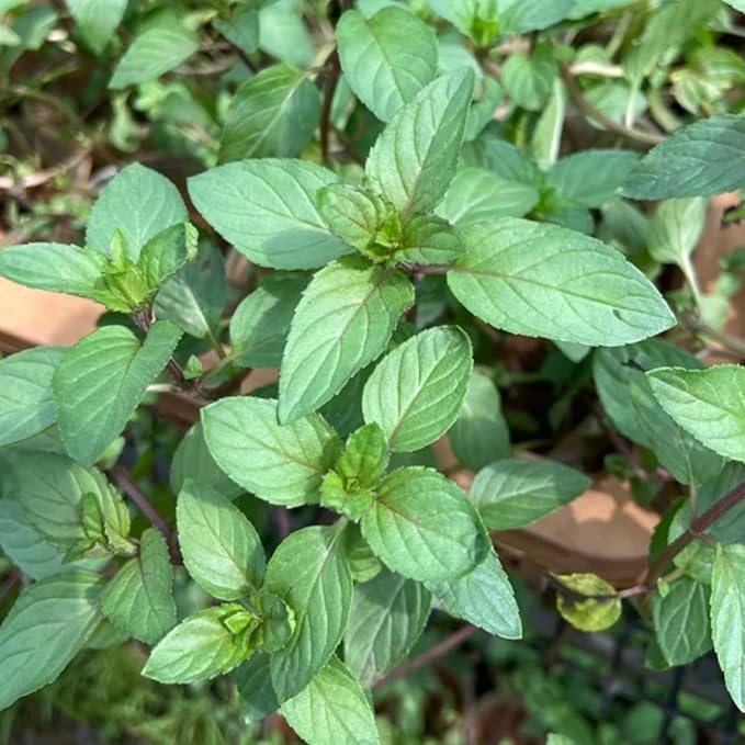 4 Live Chocolate Mint Plants, Herb Mint Plants Live, 4-8 Inch Tall Herbs Starter Plant for Home Garden, Container Grow, No Pot
