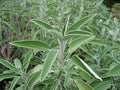 Sage Great Garden Heirloom Herb by Seed Kingdom Bulk 1/4 Lb Seeds