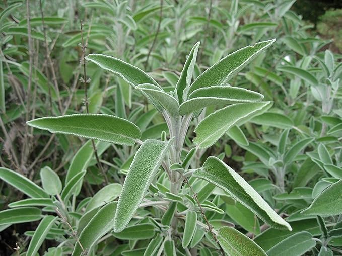 Sage Great Garden Heirloom Herb by Seed Kingdom Bulk 1/4 Lb Seeds