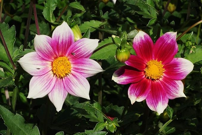 Seeds Flowers Dahlia Funny Guys Mix - 70 Seeds