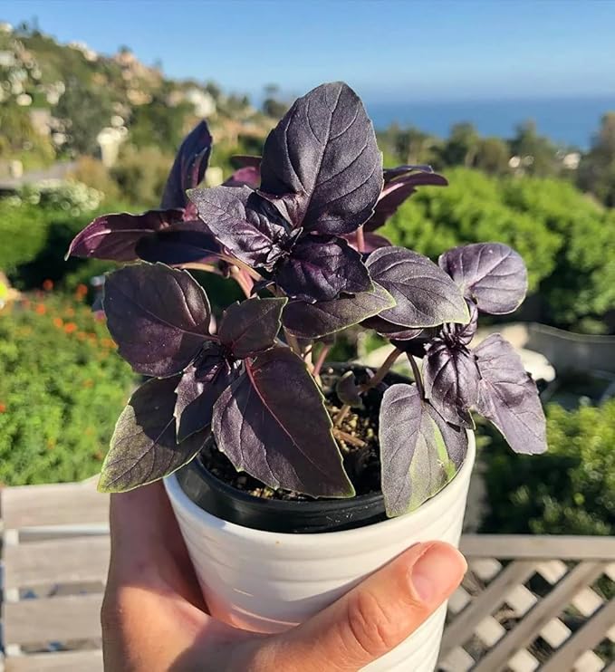 SeedsUP - 300+ Seeds Purple Basil Indoor Ornamental - Herb