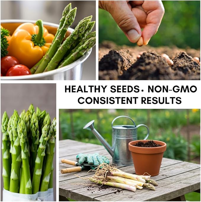 Green Asparagus Seeds – 150+ Non-GMO Seeds – Easy-to-Grow Perennial Garden Vegetable